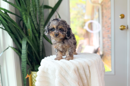 Cute Cavapoo Poodle Mix Pup