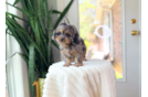 Cavapoo Puppy for Adoption