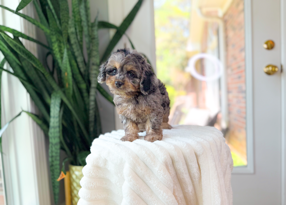 Cavapoo Puppy for Adoption