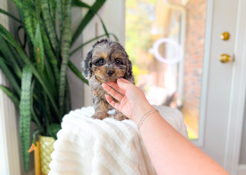Best Cavapoo Baby