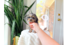 Cute Cavapoo Poodle Mix Pup