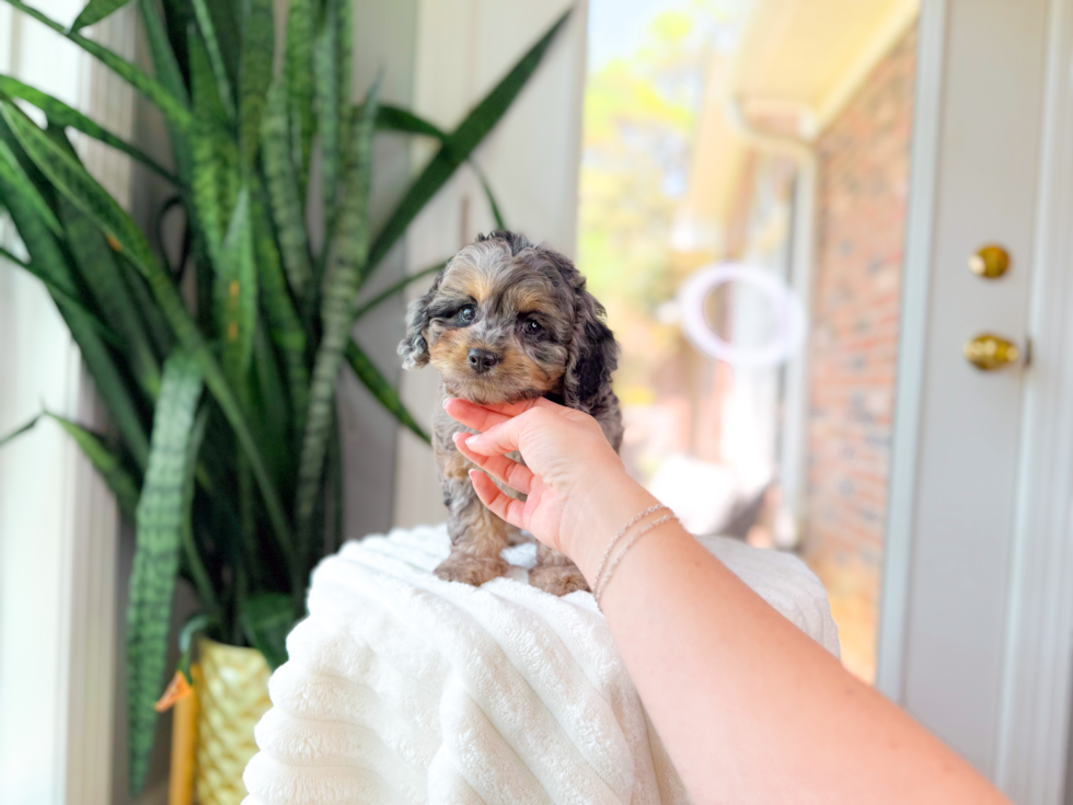 Cute Cavapoo Poodle Mix Pup