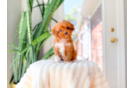 Cavapoo Pup Being Cute