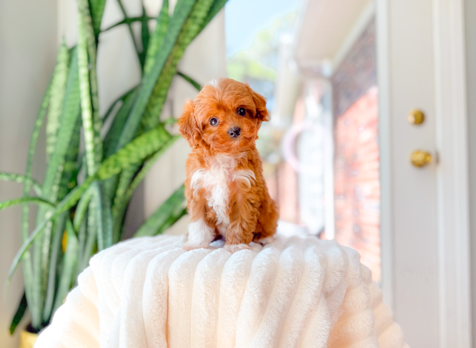 Cavapoo Pup Being Cute