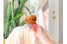 Cavapoo Pup Being Cute