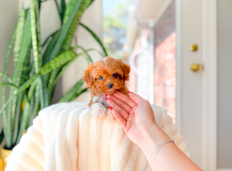 Cavapoo Pup Being Cute