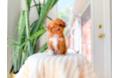 Cute Cavapoo Baby
