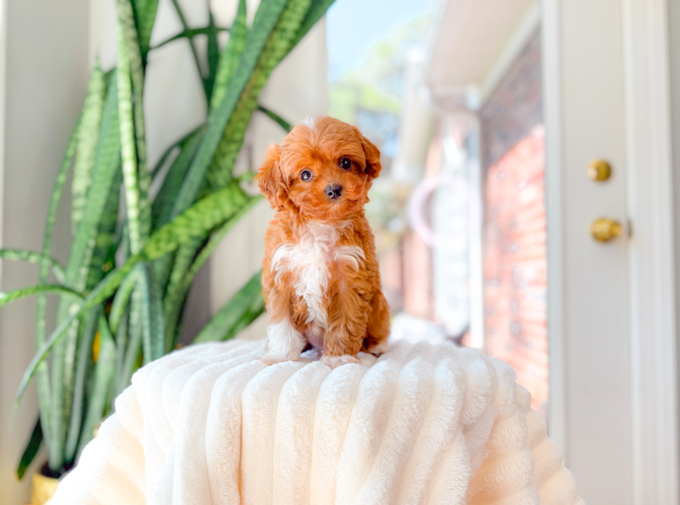 Cute Cavapoo Baby