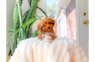 Best Cavapoo Baby