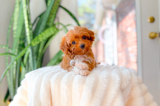 Best Cavapoo Baby