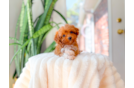 Cavapoo Puppy for Adoption