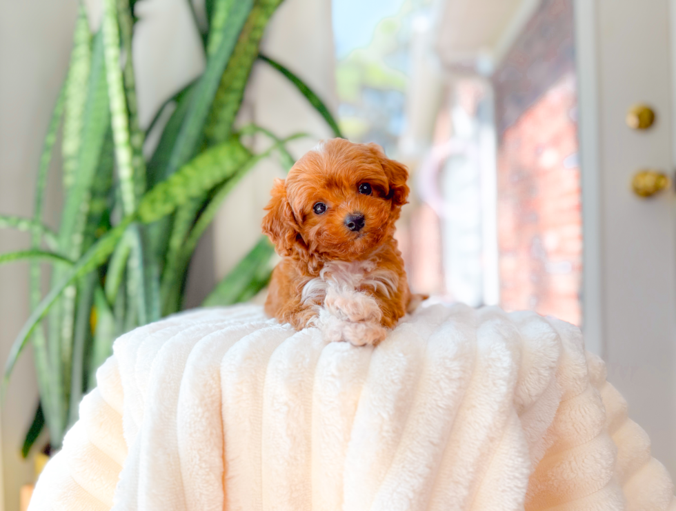 Cavapoo Puppy for Adoption