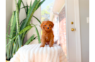 Cute Cavadoodle Poodle Mix Puppy