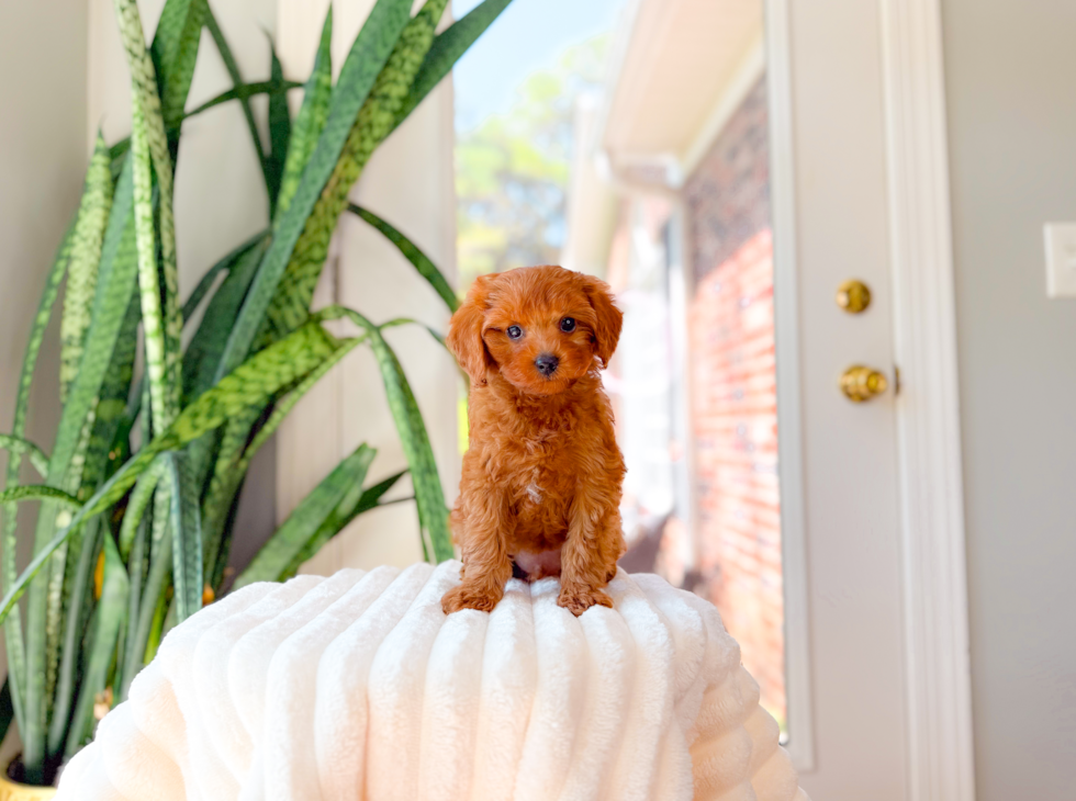 Cute Cavadoodle Poodle Mix Puppy