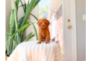 Best Cavapoo Baby