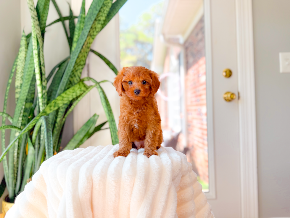 Best Cavapoo Baby