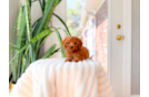 Best Cavapoo Baby