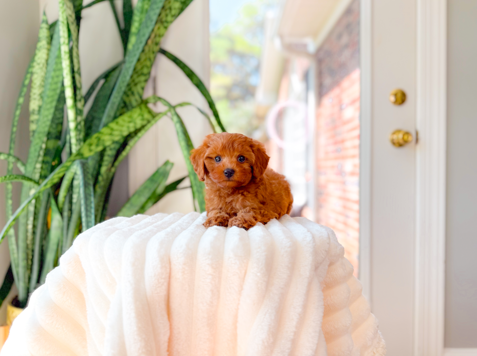 Best Cavapoo Baby