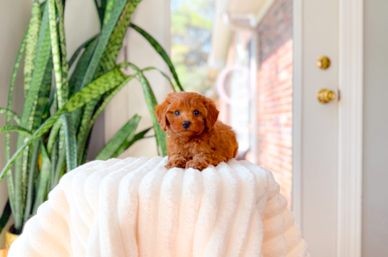 Best Cavapoo Baby