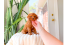 Cute Cavapoo Poodle Mix Pup