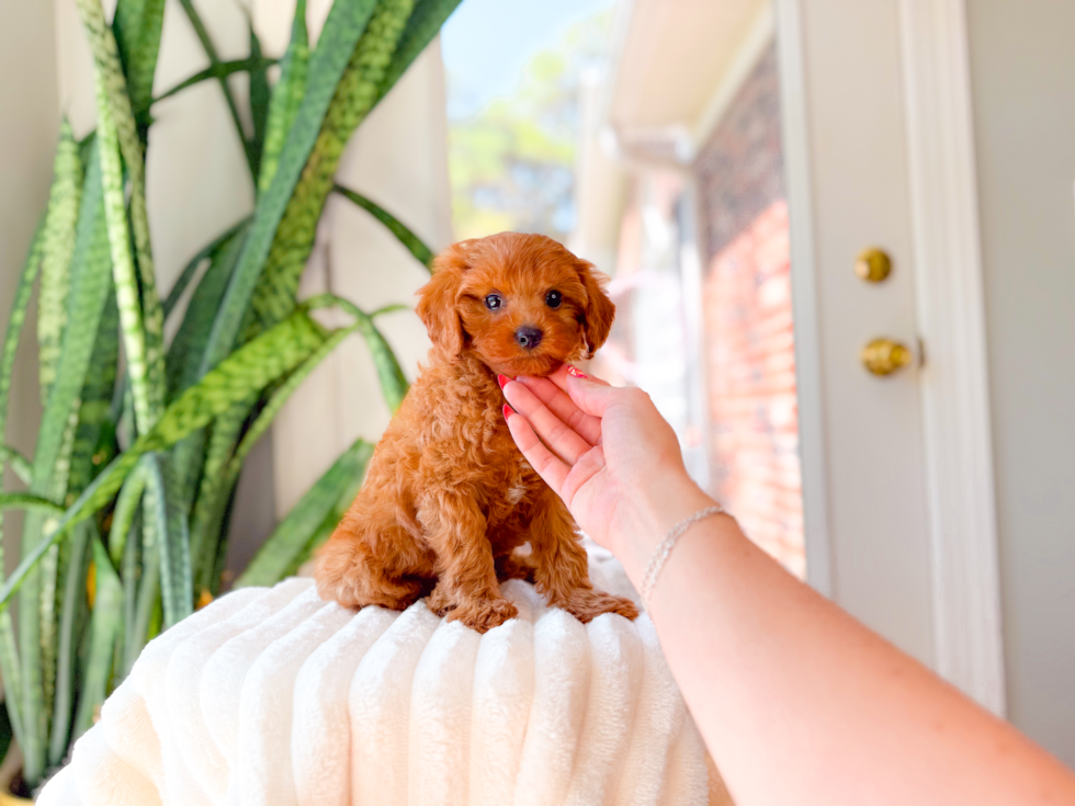 Cute Cavapoo Poodle Mix Pup