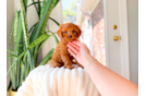 Best Cavapoo Baby
