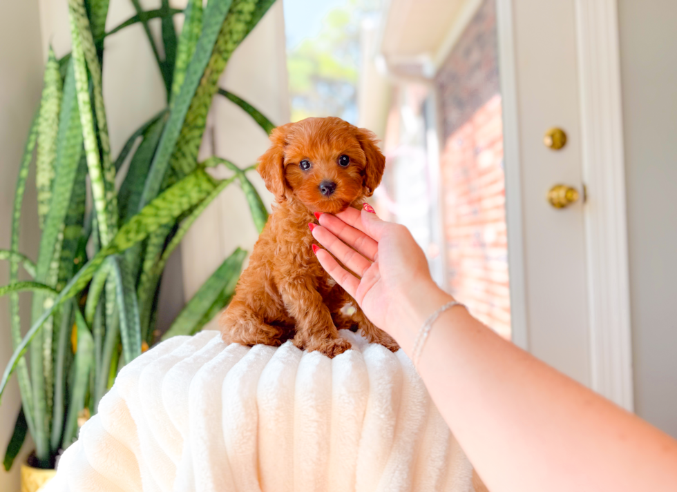 Best Cavapoo Baby