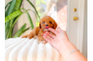 Best Cavapoo Baby