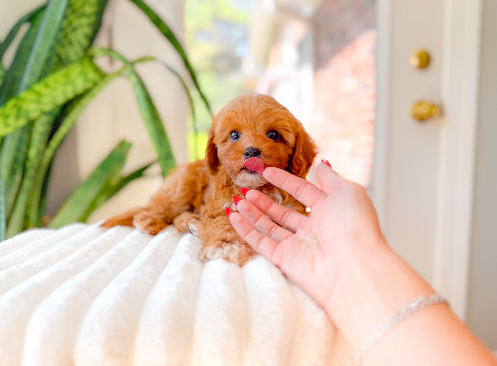 Best Cavapoo Baby