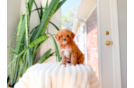 Cavapoo Puppy for Adoption