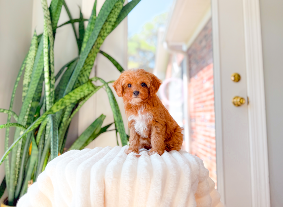 Cavapoo Puppy for Adoption