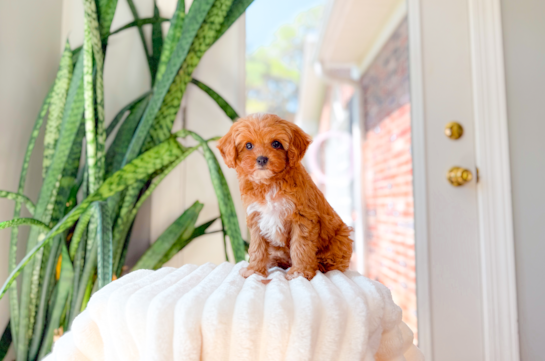 Cavapoo Puppy for Adoption
