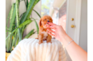 Cute Cavapoo Baby