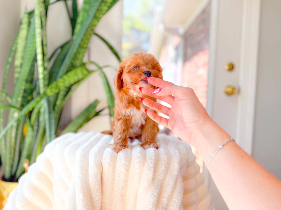 Cute Cavapoo Baby