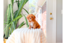 Best Cavapoo Baby
