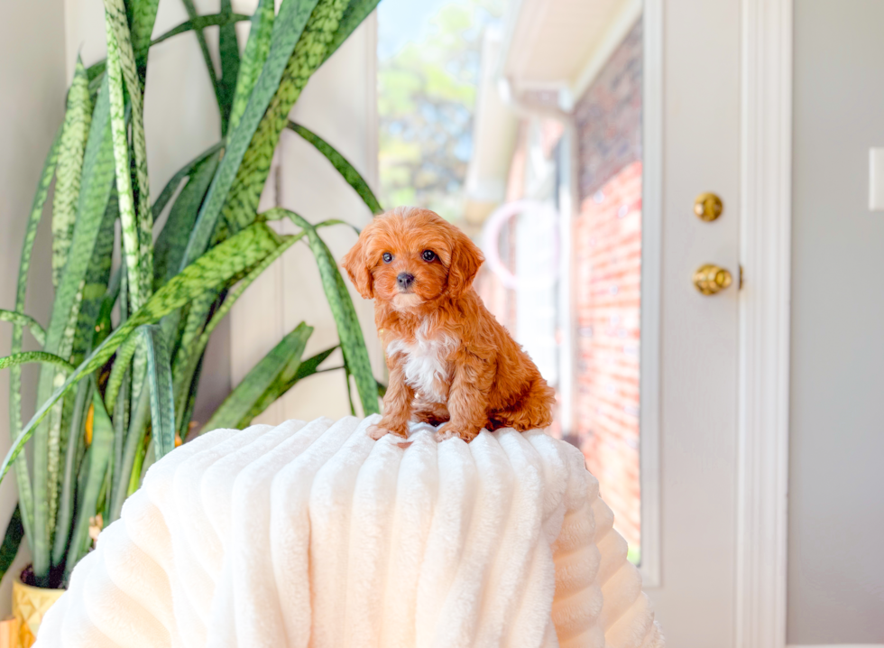 Best Cavapoo Baby