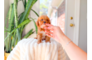 Cavapoo Pup Being Cute