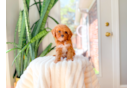 Cavapoo Puppy for Adoption