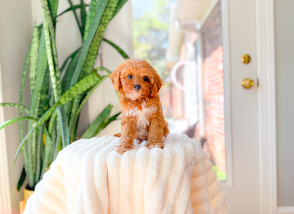 Cavapoo Puppy for Adoption
