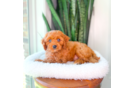 Best Cavapoo Baby