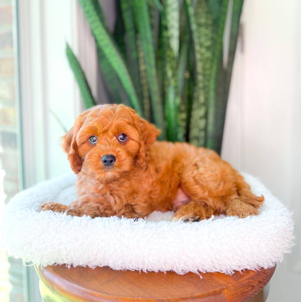 Best Cavapoo Baby