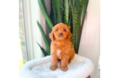 Best Cavapoo Baby