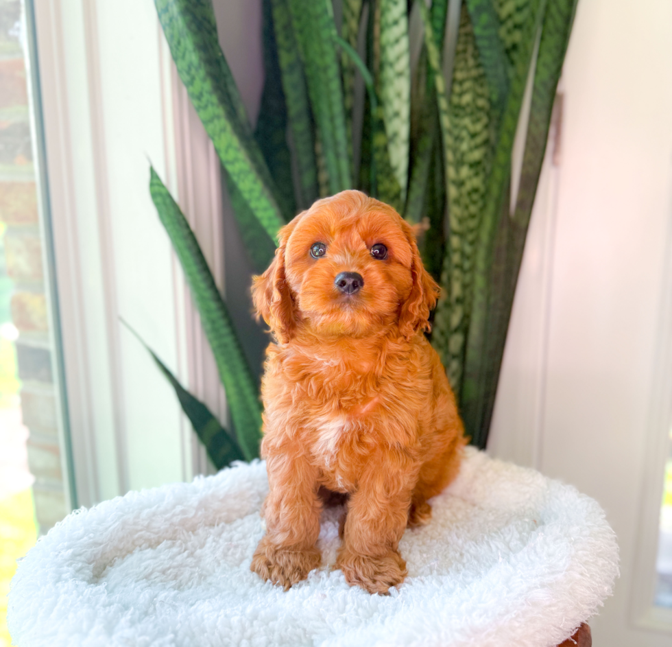 Best Cavapoo Baby