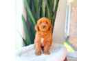Cavapoo Puppy for Adoption