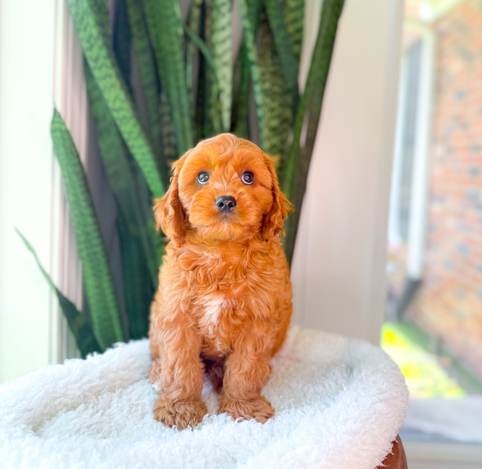 Cavapoo Puppy for Adoption