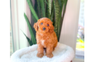 Cute Cavapoo Baby