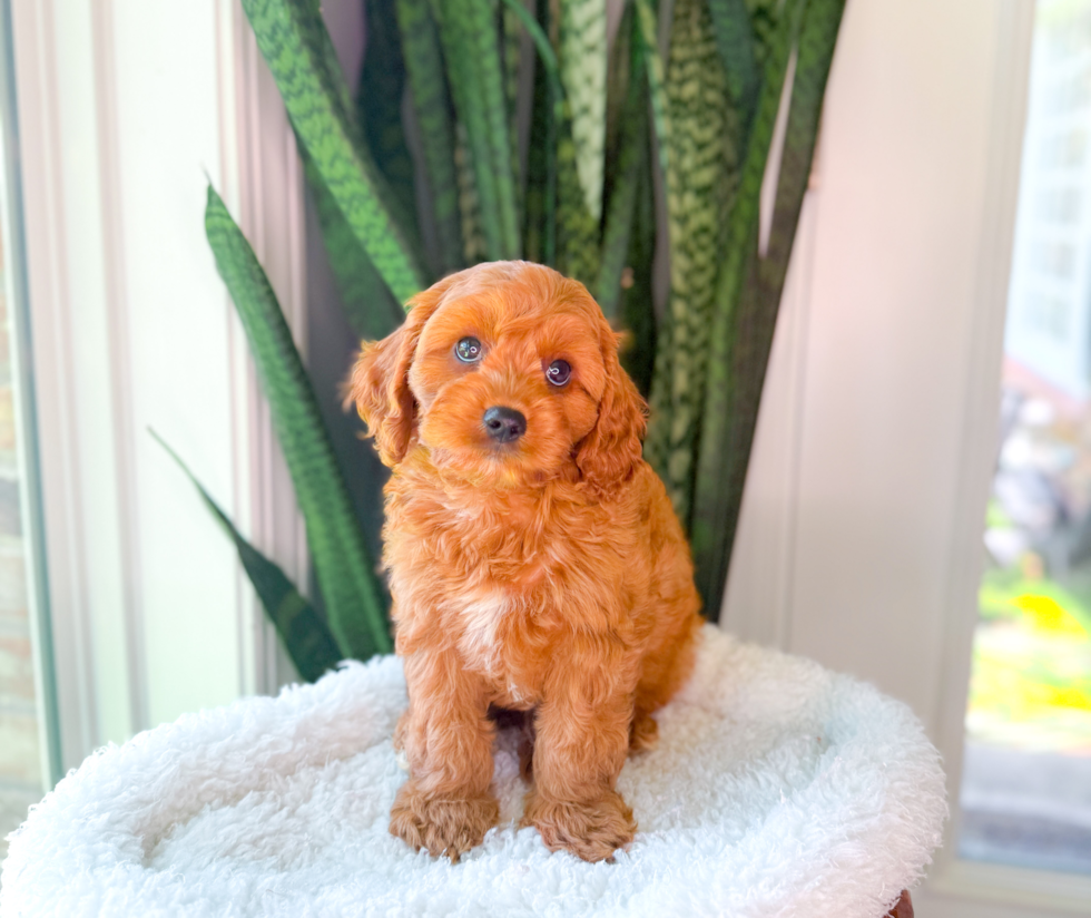 Cute Cavapoo Baby