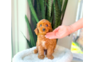 Cute Cavapoo Baby