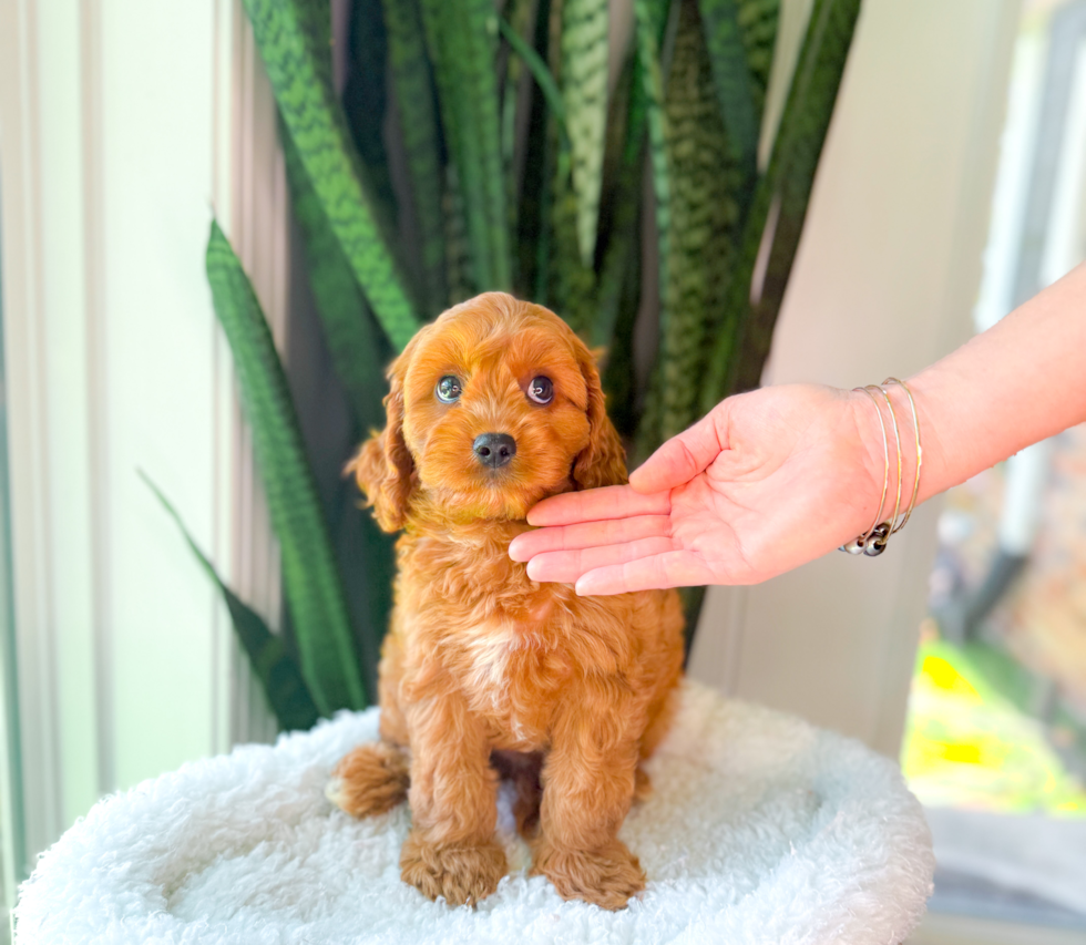 Cute Cavapoo Baby