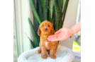 Best Cavapoo Baby